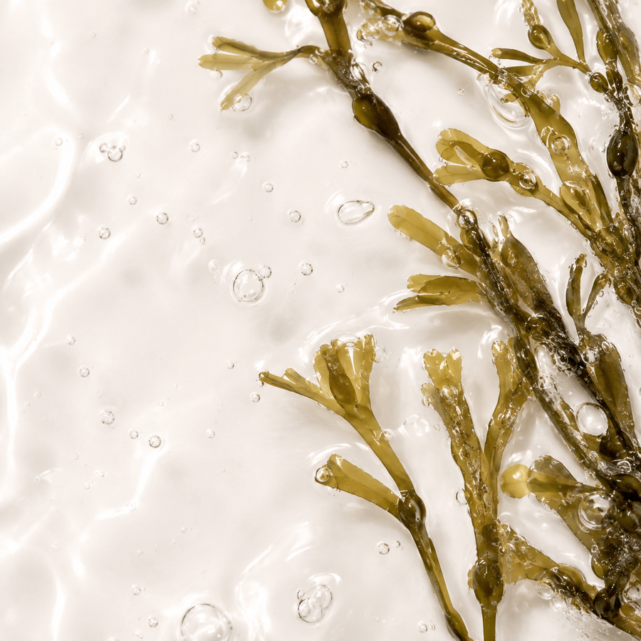 Seaweed Extract